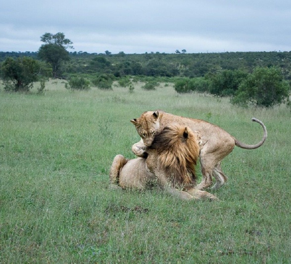 Male lions often try to mate with multiple females in a pride.
