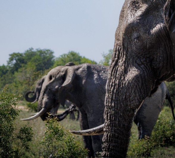 A herd of bull elephants moving through the dense thicket