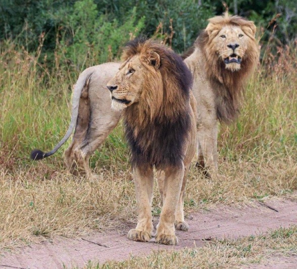 Lion dynamics and prides across our reserve is never ending Lion dynamics and prides across our reserve is never ending