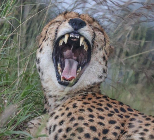 A cheetah yawns and bares its teeth. A cheetah yawns and bares its teeth.