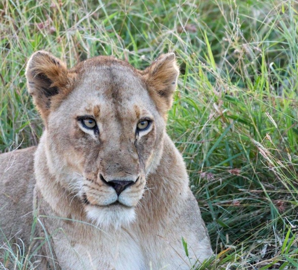 The female lion known as K12. The female lion known as K12.