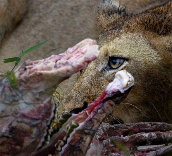 A member of the Msuthlu pride is photographed with a fresh kill. 