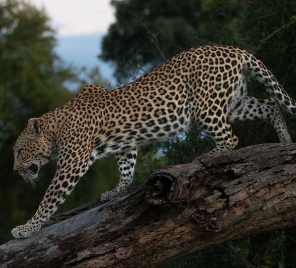 Sabi Sabi Ronald Mutero Ntsumi Climbs
