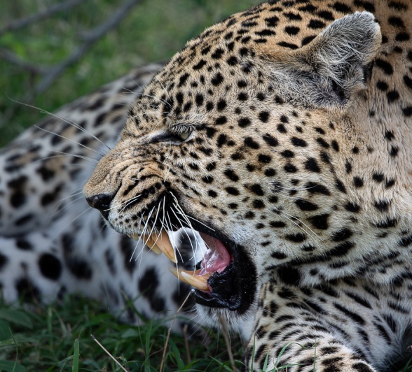 Sabi Sabi Ronald Mutero Nweti Close Up