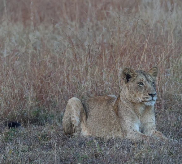 Sabi Sabi Ruan Mey Msuthlu Cub At Dusk Sabi Sabi Ruan Mey Msuthlu Cub At Dusk