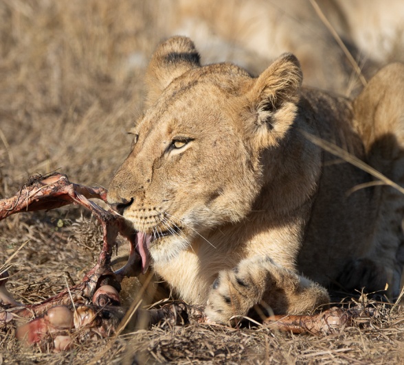 Sabi Sabi Ronald Mutero Msuthlu 4 Sabi Sabi Ronald Mutero Msuthlu 4