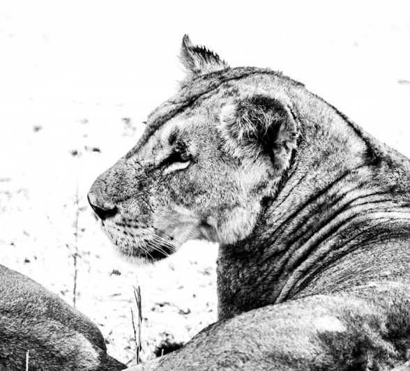 Sabi Sabi Jan Nel Gijima Black And White Sabi Sabi Jan Nel Gijima Black And White