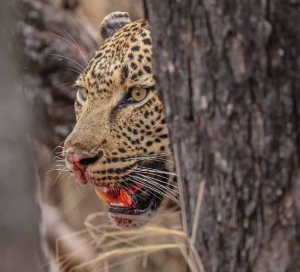 The dominant male leopard, Khulwana. The dominant male leopard, Khulwana.