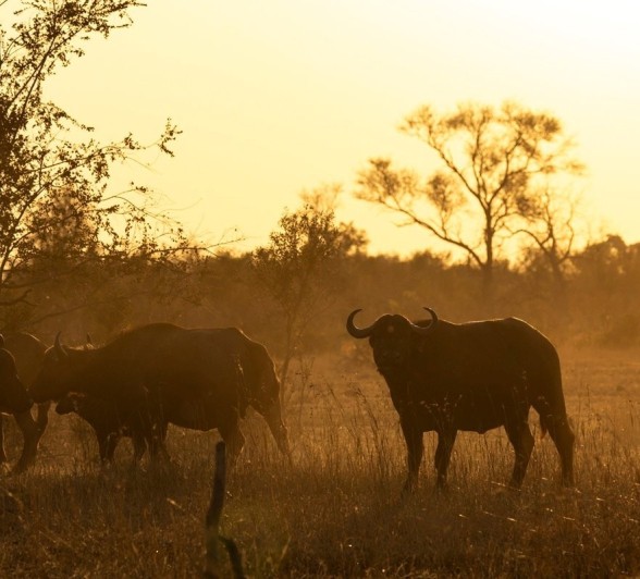 Sabi Sabi Benjamin Loon Buffalo Dust Sabi Sabi Benjamin Loon Buffalo Dust