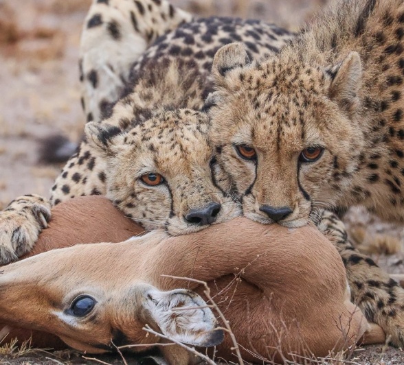 Sabi Sabi Ruan Mey Cheetahs With Kill Sabi Sabi Ruan Mey Cheetahs With Kill
