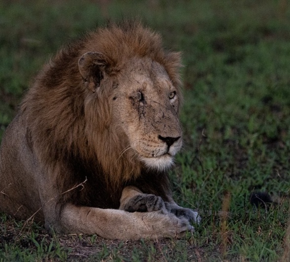 The scars of this dominant male lion, Khuhuma, are the mark of victory. The scars of this dominant male lion, Khuhuma, are the mark of victory.