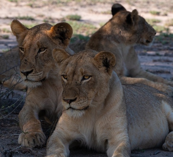Sabi Sabi Viviane Ladner Msuthlu Lions In Shade