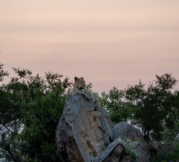 Golonyi, a female leopard made herself comfortable on a nearby rock, giving us the perfect photographic opportunity. Golonyi, a female leopard made herself comfortable on a nearby rock, giving us the perfect photographic opportunity.