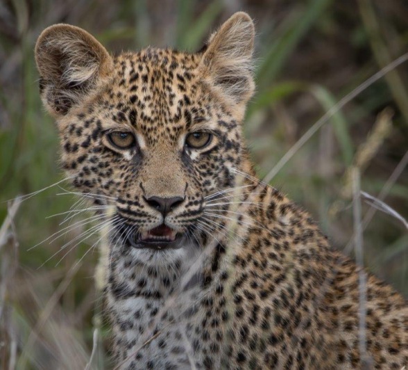 Soft calls from Ntsumi suggested that the cubs may be nearby and seconds later a tiny spotted face appeared from the grass. Soft calls from Ntsumi suggested that the cubs may be nearby and seconds later a tiny spotted face appeared from the grass.