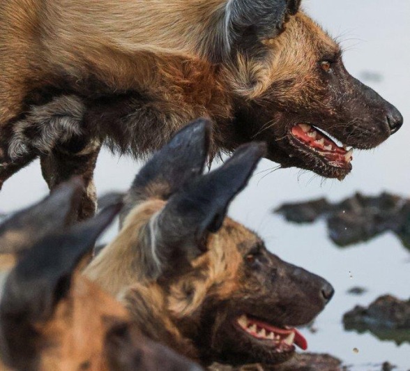 The determined stare of a wild dog. The determined stare of a wild dog.