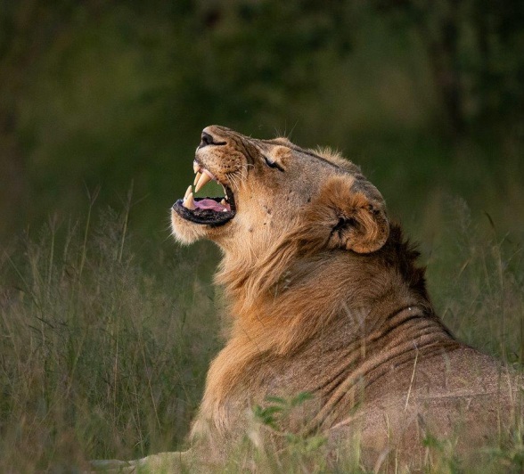 Vocalising, the pride must re-establish social bonds when a male rejoins the pride. Vocalising, the pride must re-establish social bonds when a male rejoins the pride.