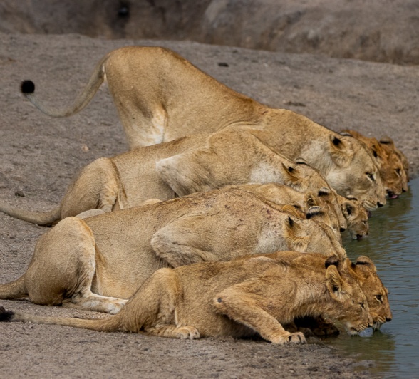 The Msuthlu Pride gathered by a waterhole, drinking in unison under the cool evening sky.