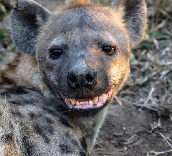 Sabi Sabi Ruan Mey Hyena Sabi Sabi Ruan Mey Hyena