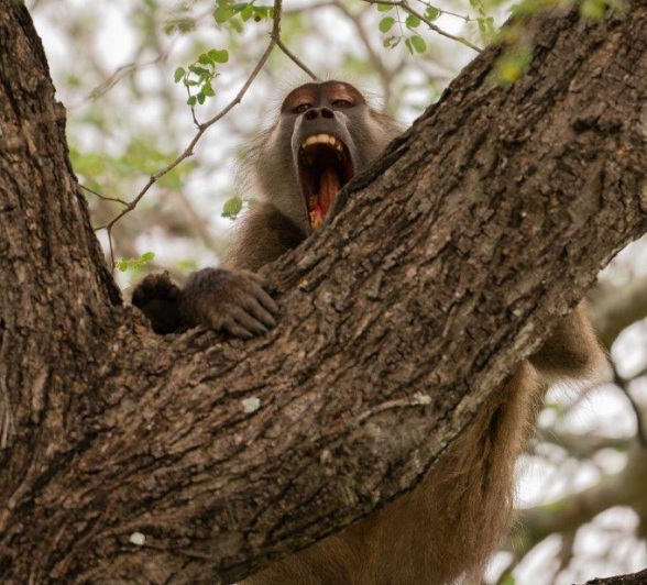 Sabi Sabi Viviane Ladner Baboon In Tree