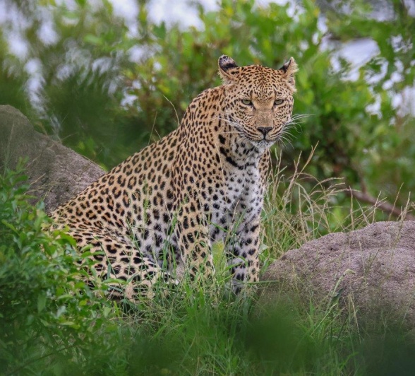 Sabi Sabi Ruan Mey Ntsumi On Rock