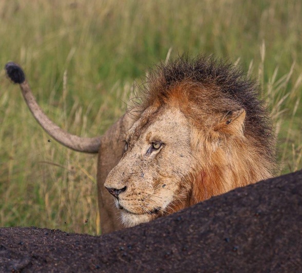 Sabi Sabi Ruan Mey Kambual Male Behind Kill