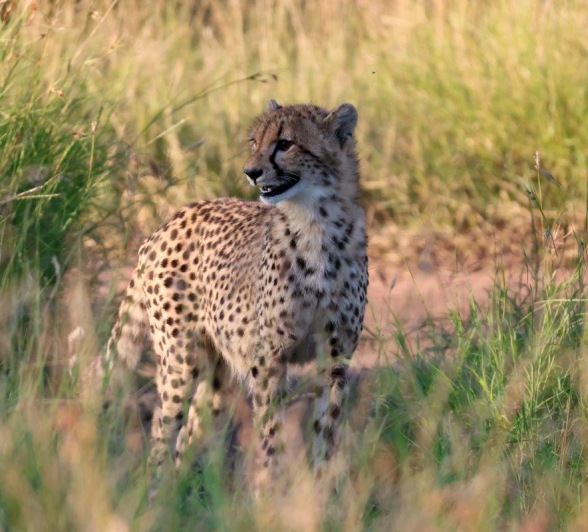 A young cheetah was spotted on a game drive from Sabi Sabi. A young cheetah was spotted on a game drive from Sabi Sabi.