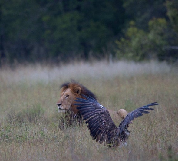 A vulture touches down near two male lions from the Gijima pride. 