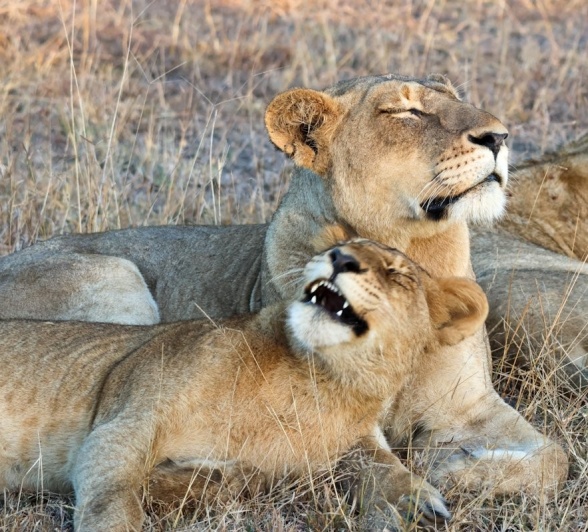 Sabi Sabi Jan Nel Msuthlu Pride Bonds