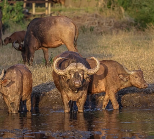 Sabi Sabi Ruan Mey Buffalo At Waterhole Sabi Sabi Ruan Mey Buffalo At Waterhole