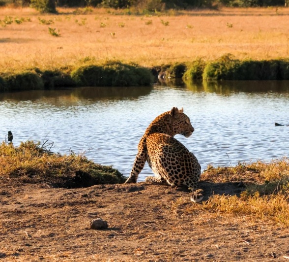 Sabi Sabi Jan Nel Ntsumi Female
