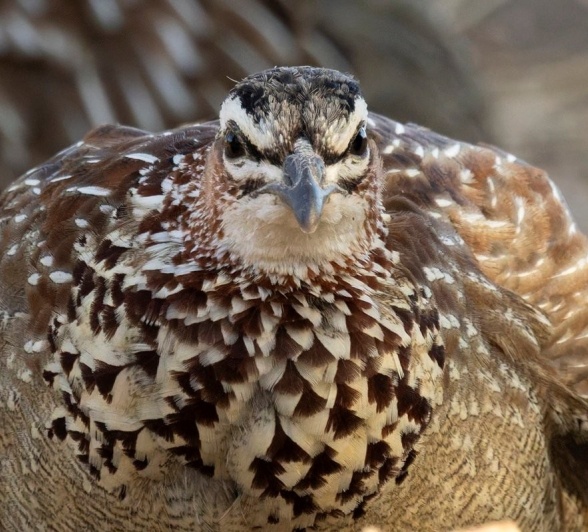 Sabi Sabi Benjamin Loon Francolin Port Sabi Sabi Benjamin Loon Francolin Port