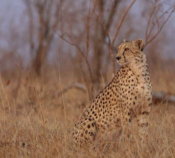 Sabi Sabi Ruan Mey Cheetah