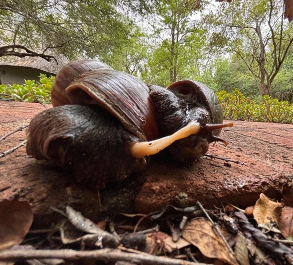 Sabi Sabi Willie Woest Giant Land Snail