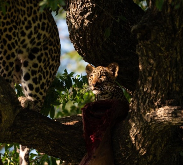 Sabi Sabi Viviane Ladner Tengile Leopard And Cub