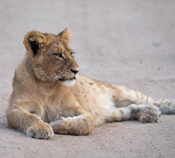 After a big meal, the pride will rest and digest their winnings. 
