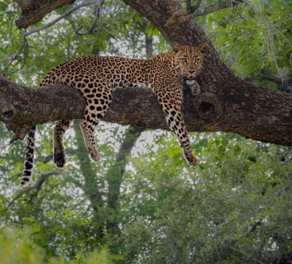 The leopard called Golonyi hangs out in a tree. The leopard called Golonyi hangs out in a tree.