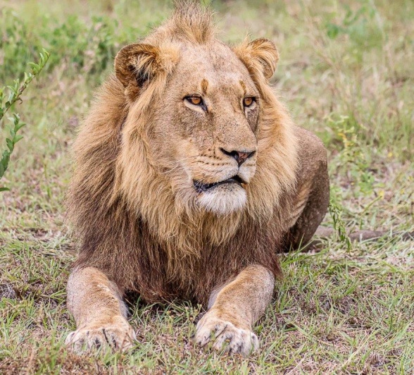 One of the Talamati lions rests in the morning sun. One of the Talamati lions rests in the morning sun.
