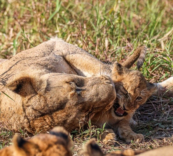 Younger cubs hone their hunting skills under the watchful eye of their elders