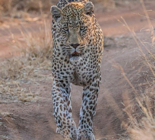 Known for his warthog hunting skills Known for his warthog hunting skills
