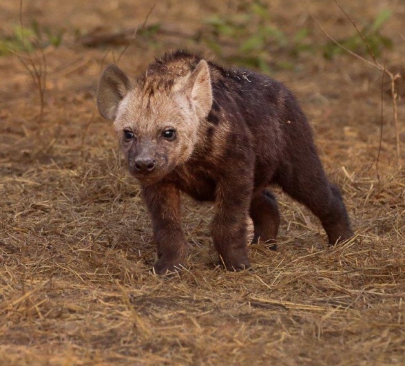 A shy hyena cub emerging from the den, cautiously observing its surroundings before retreating back to safety.