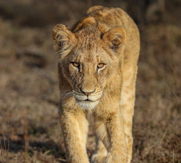 Msuthlu sub-adult lion walking through the bush. Msuthlu sub-adult lion walking through the bush.
