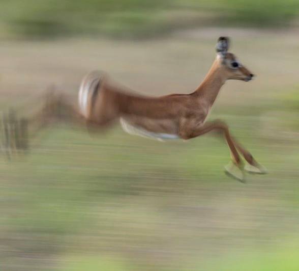An impala runs through the veld.