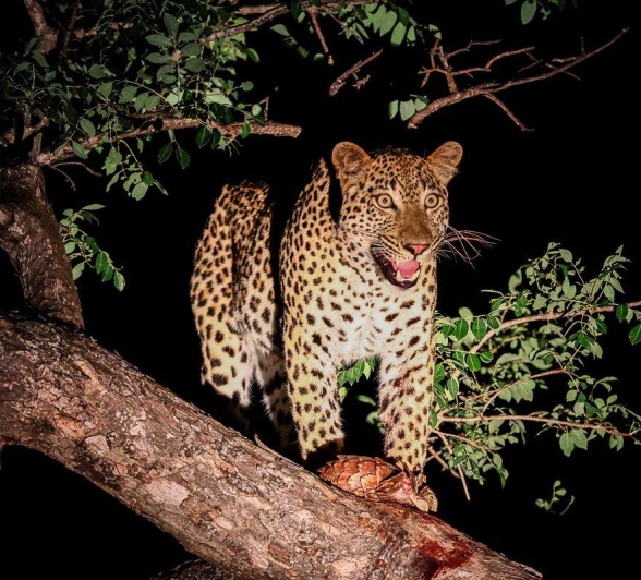 Nkuwa defends his kill from the treetops. Nkuwa defends his kill from the treetops.