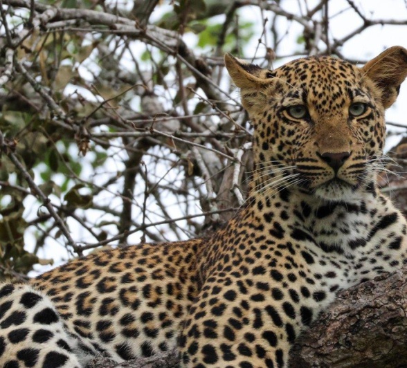 The Masungulo female leopard was spotted in a tree near Sabi Sabi. The Masungulo female leopard was spotted in a tree near Sabi Sabi.