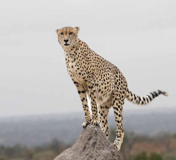 Sabi Sabi Ronald Mutero Cheetah