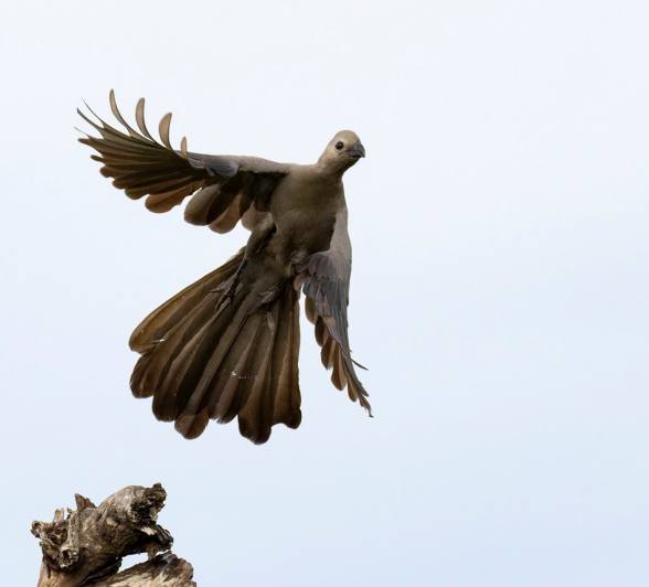 Sabi Sabi Benjamin Loon Go Away Bird Flies Sabi Sabi Benjamin Loon Go Away Bird Flies