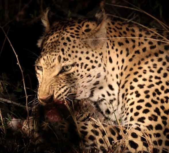 Sabi Sabi Jan Nel Ntsumi Eats At Night