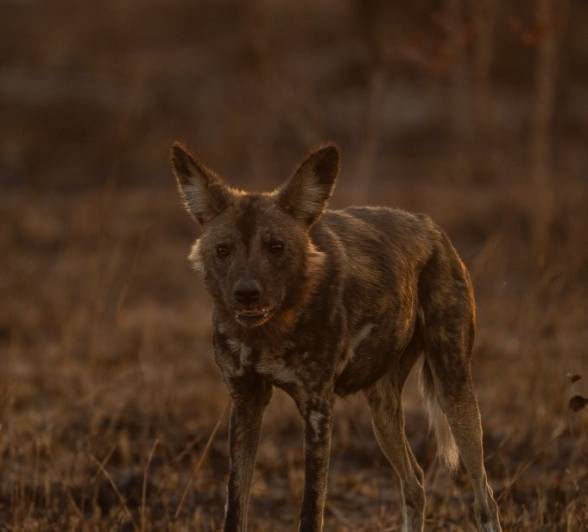 Sabi Sabi Viviane Ladner Wild Dog Stares Sabi Sabi Viviane Ladner Wild Dog Stares