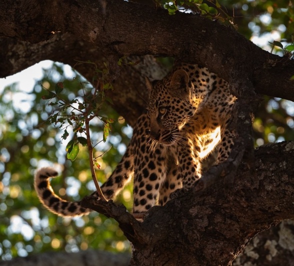 Sabi Sabi Viviane Ladner Golonyi Cub Sabi Sabi Viviane Ladner Golonyi Cub