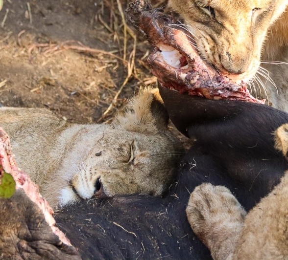 A young lion, content after filler their belly